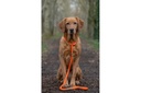 ruff-and-tumble-slim-slip-lead-tangerine-3.jpg