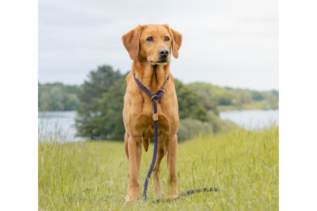 ruff-and-tumble-slim-slip-lead-blackberry-2.jpg