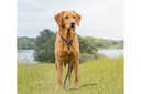 ruff-and-tumble-slim-slip-lead-blackberry-2.jpg