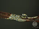 IMG_0003_035.webp
