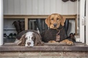 country-dog-drying-coat---mud-5.jpg