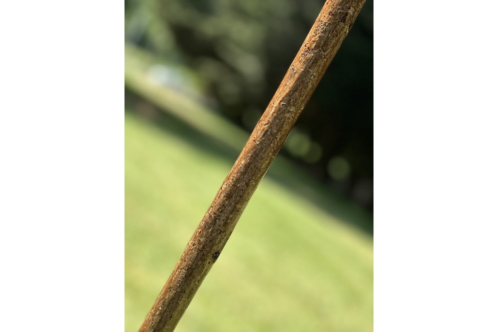 ian-james-woodcock-stick-3.jpg