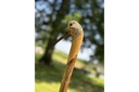 ian-james-woodcock-stick-2.jpg