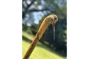 Ian James Woodcock Stick